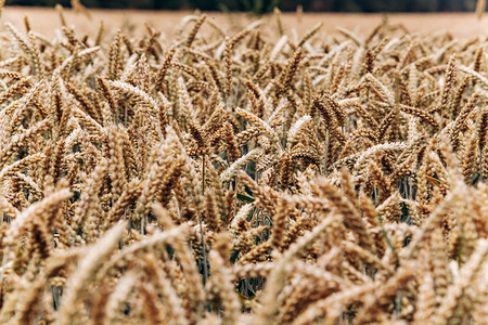 农民和s田地中的黄小麦准备收割的小麦收割图片