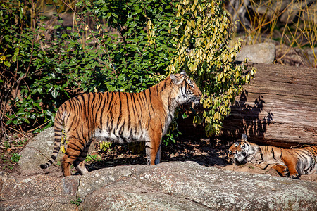 一只老虎坐在岩石上的动物园里游猎高清图片素材
