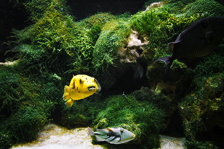 水中的黄对流色漂浮物人工水族馆图片