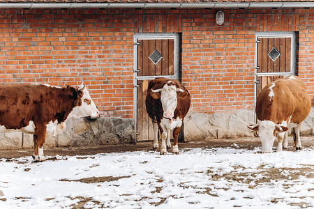 棕色和白奶牛在冬季靠近农场大楼高清图片