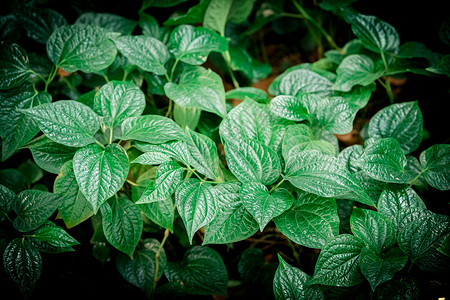 有花和植物的雨林绿叶图片