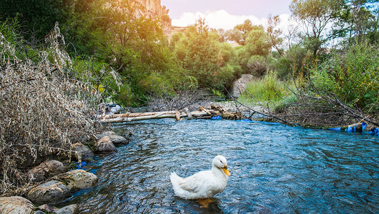 鸭子在湖上白河水流上高清图片