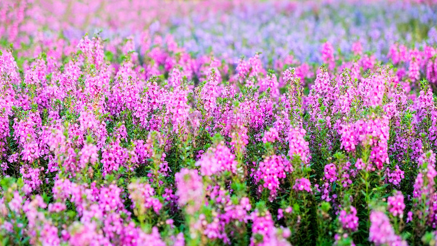 花园粉红和紫底的朵或小海龟图片