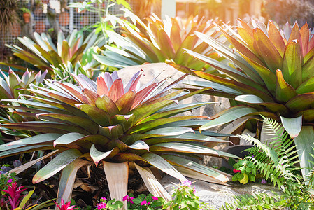 花园热带植物中的图片