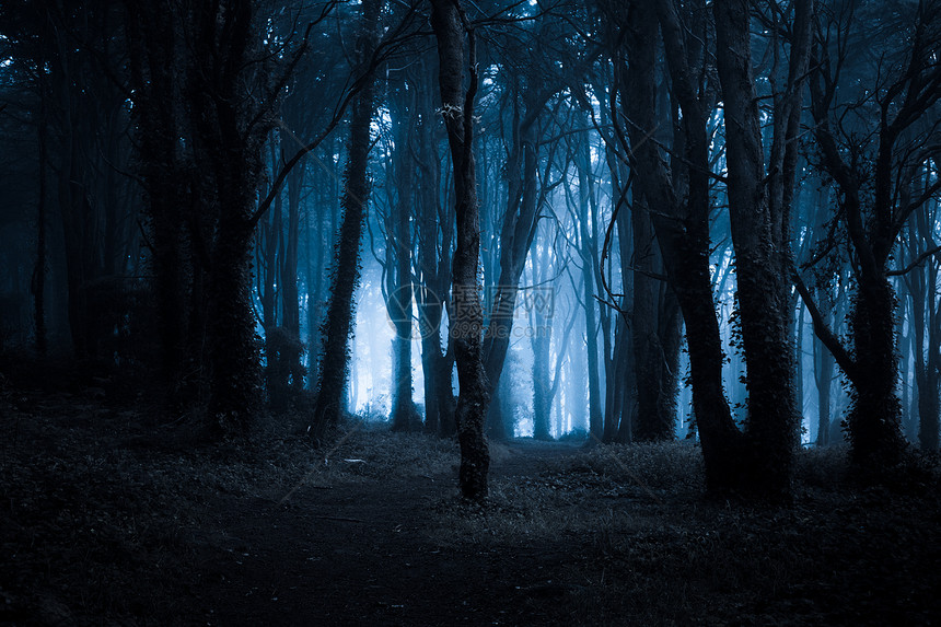 深夜阴暗雾密的黑森林