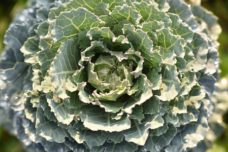 为花园装饰而种植的蔬菜花或甘蓝图片