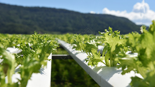 蔬菜水栽系统青春和新鲜的FrilliceIceberg沙拉种植花园水养农场物在水上种没有土壤农业的水栽培植物户外有机卫生食品背景图片