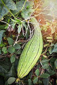 Zucchini绿海绵瓜植物园的藤树上图片