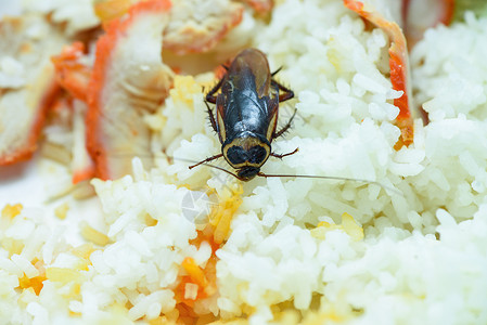 杀灭害虫生活在厨房的里在室内食用脏蟑螂大米物背景