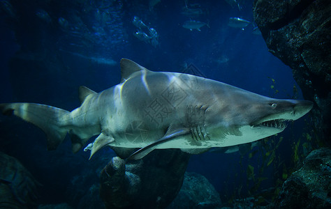 鲨鱼牙齿大白鲨海底捕食背景