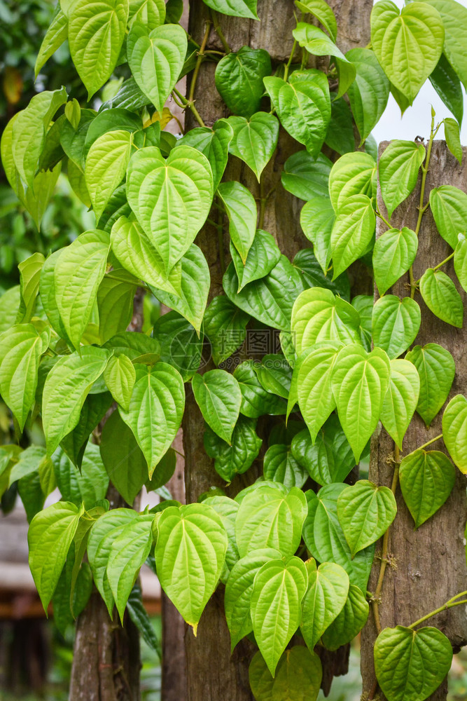 草药和蔬菜或木杆中管板的绿贝泰尔叶图片