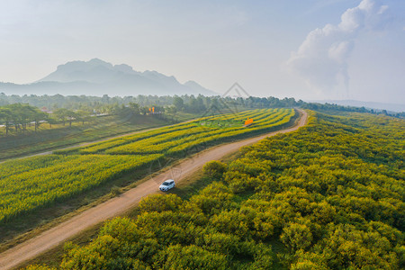 在泰国Lumpang省花园公和蓝天山丘上看到树Marigold或黄色花朵的空中景象旅行和度假概念的自然景观背背景图片