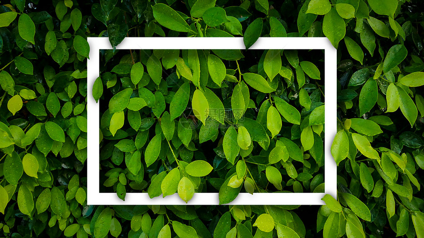 白框绿色树叶自然背景树苗灌木在花园中装饰Leaf纹理复制空间横幅热带自然美丽关闭环境壁纸图片