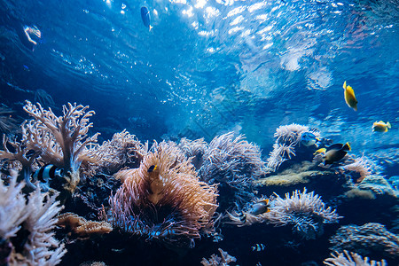 有珊瑚海绵和小热带鱼类在蓝海中游过图片