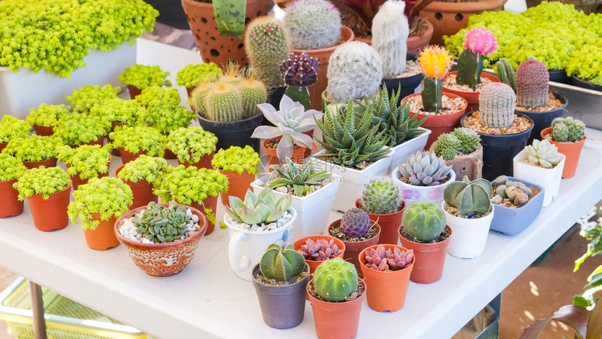 装饰仙人掌植物图片