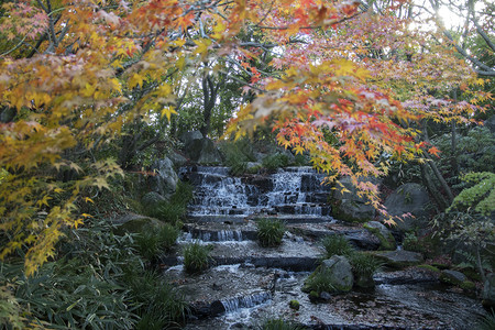 秋和瀑在日本喜济的Kokoen花园度假图片