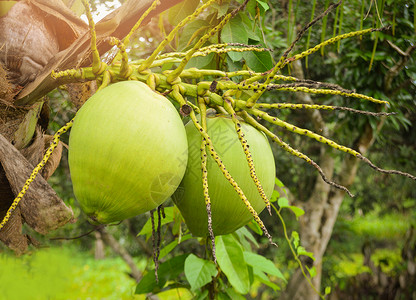 夏季女鞋上新年青椰子树夏季日花果植物上新鲜绿色椰子树热带水果背景