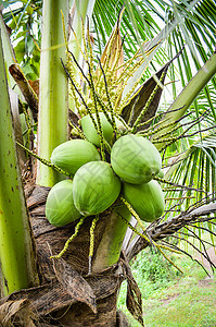 夏季女鞋上新年青椰子树夏季日花果植物上新鲜绿色椰子树热带水果背景