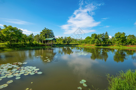 池塘莲花湖面景观图片