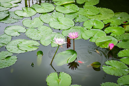 莫奈的睡莲Lototus池塘Lilly水或莲花和绿叶在园中种植水池背景
