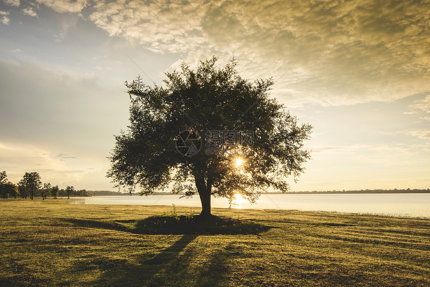在河边湖的单树小休丽叶在农村景观绿草原上日落或出一棵树图片