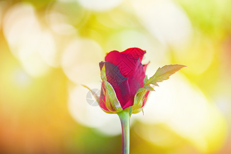 玫瑰花关闭美丽的红玫瑰在大自然上模糊的背景情人节和爱的概念白色高清图片素材