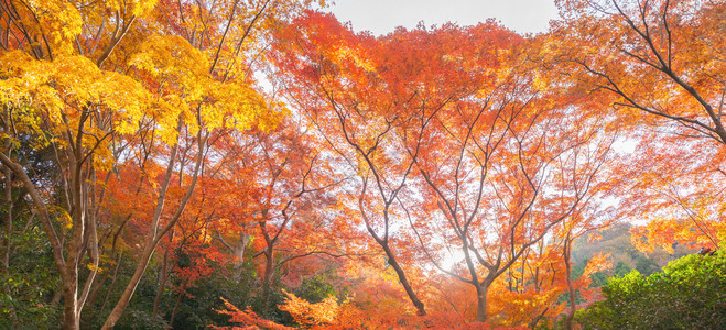 红树叶或落和树枝在京都关西日本的树自然景观背黄色的高清图片素材