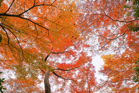 红树叶或落和树枝在京都关西日本的树自然景观背季节高清图片素材