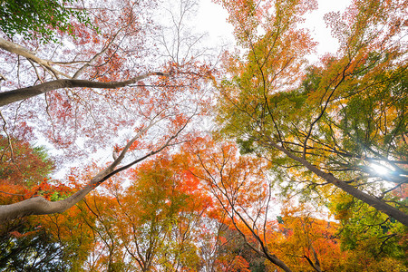 红树叶或落和树枝在京都关西日本的树自然景观背川口高清图片素材