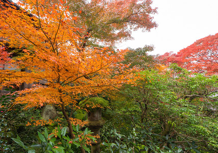 红树叶或落和树枝在京都关西日本的树自然景观背开花高清图片素材