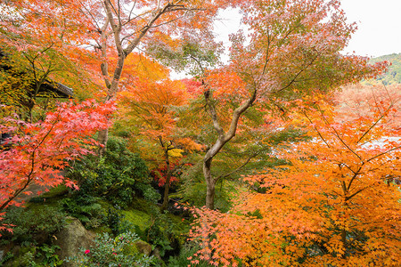 红树叶或落和树枝在京都关西日本的树自然景观背户外的高清图片素材