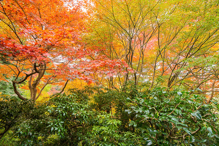 红树叶或落和树枝在京都关西日本的树自然景观背旅游业高清图片素材