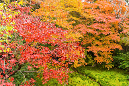红树叶或落和树枝在京都关西日本的树自然景观背日本人高清图片素材