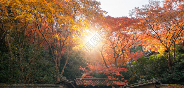 红树叶或落和树枝在京都关西日本的树自然景观背春天高清图片素材
