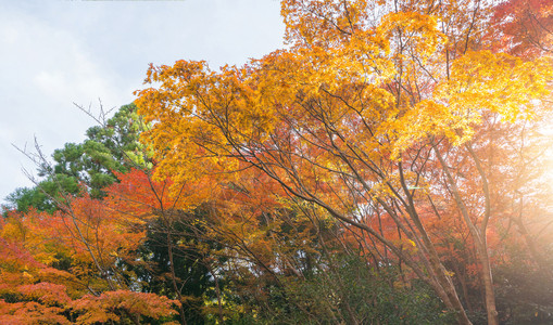 红树叶或落和树枝在京都关西日本的树自然景观背木材高清图片素材