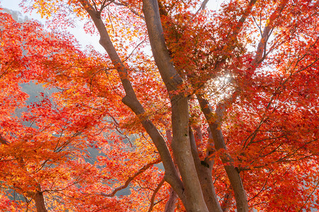 红树叶或落和树枝在京都关西日本的树自然景观背枫树高清图片素材