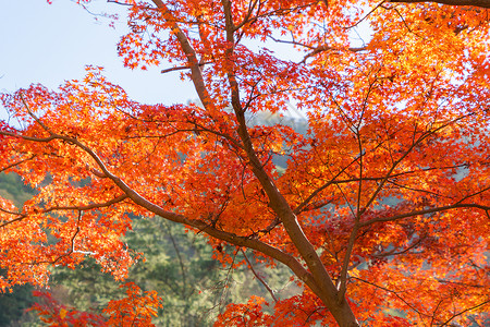 红树叶或落和树枝在京都关西日本的树自然景观背树林高清图片素材