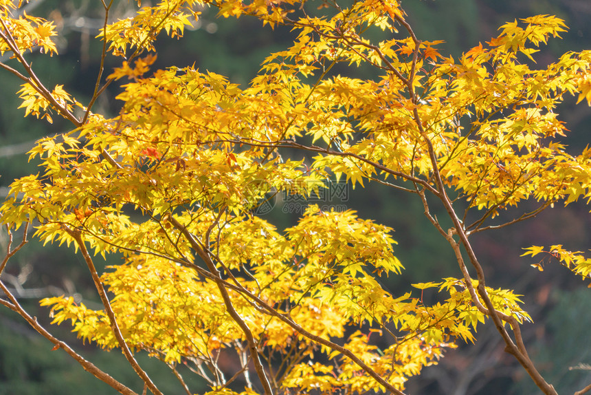 红树叶或落和树枝在京都关西日本的树自然景观背图片