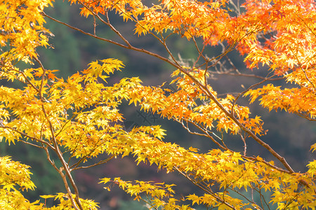 红树叶或落和树枝在京都关西日本的树自然景观背环境高清图片素材