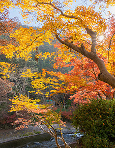 红树叶或落和树枝在京都关西日本的树自然景观背目的地高清图片素材
