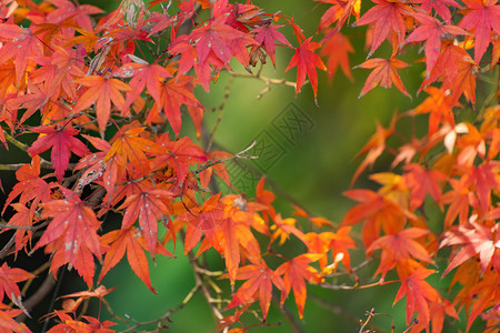 红树叶或落和树枝在京都关西日本的树自然景观背秋天高清图片素材