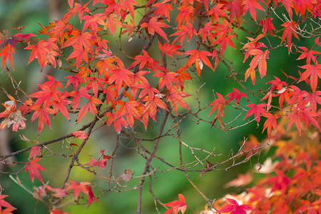 红树叶或落和树枝在京都关西日本的树自然景观背红色高清图片素材