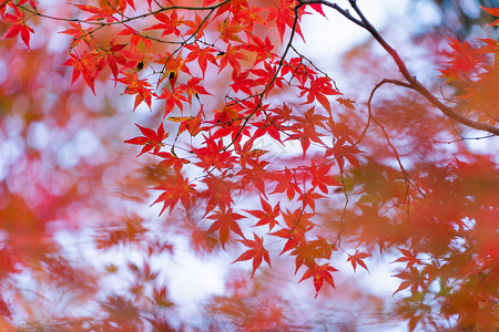 红树叶或落和树枝在京都关西日本的树自然景观背纹理高清图片素材