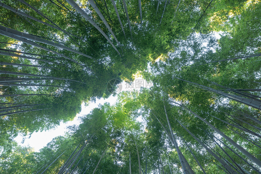 日本竹林山高树日本京都郊外旅行度假中的高山树自然公园高景观背图片