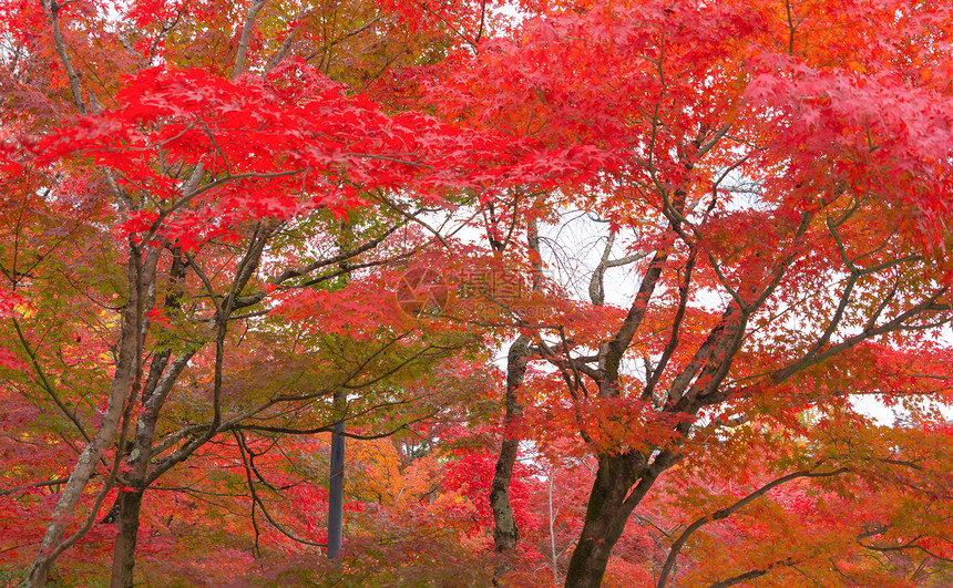 山桥藤川口子附近的多彩秋季红树叶或落五湖日本有蓝天空的树木自然景观背图片