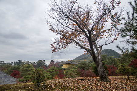 京都日本金殿木九寺秋花树背景图片