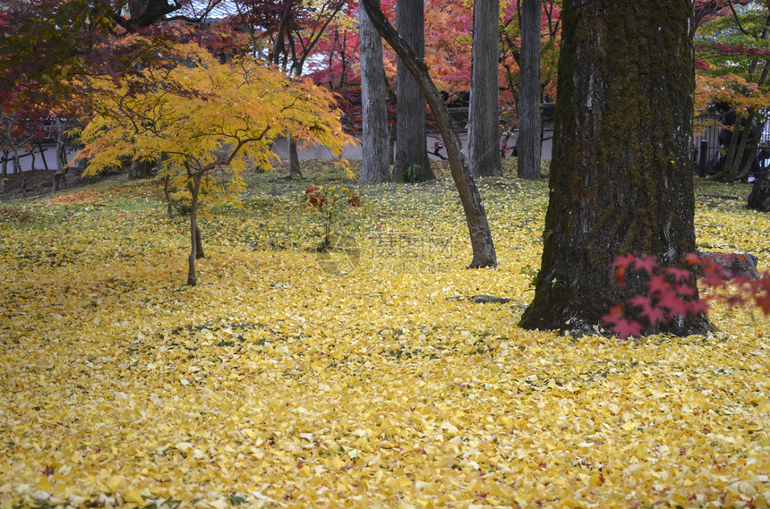 Eikando是日本京都EikandoTemple京都的秋色天Eikando是一座以杰出的叶子而闻名庙宇图片