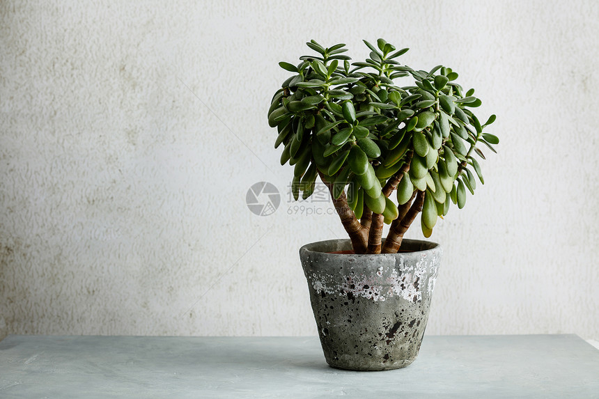 白墙对面的Crassulaovatajade植物钱树城市生活和室内植物的装饰图片