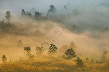 美丽的雾日出喷覆盖了山林地貌的风景农村地区有树木图片