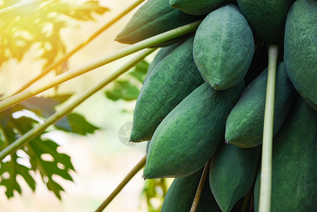 树上的木瓜种植绿色木瓜果实的树上挂在花园农场业的阳光照耀着亚洲食品中流行的烹饪木瓜沙拉背景